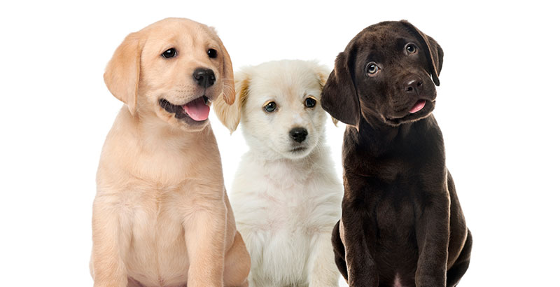 Insumo mascotas 1290
